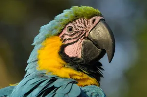 Bird Prints: Macaw