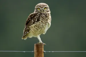 Bird Prints: Owl