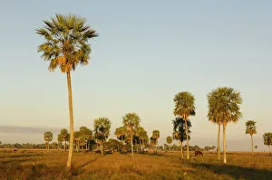 Wetland Prints: Southern Hemisphere South America Norte Argentina