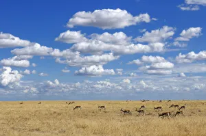 : Springbok