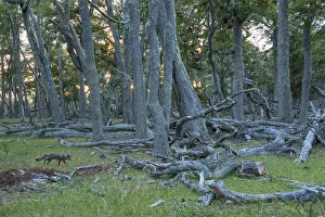 South America Prints: Tierra del Fuego