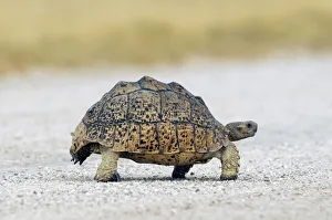 Namibia Prints: Tortoise