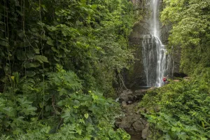 Hawaii Prints: Maui