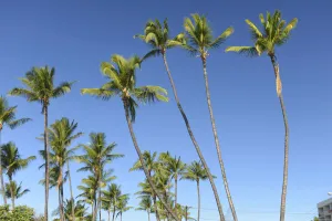 Hawaii Prints: Maui