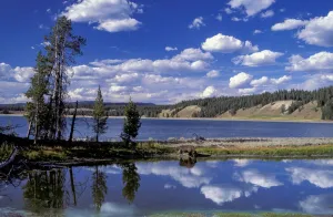American West Prints: Bison