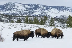 American West Prints: Bison