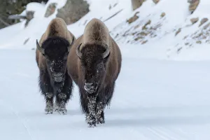 American West Prints: Bison
