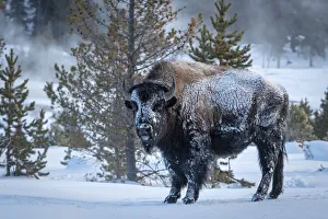 American West Prints: Bison