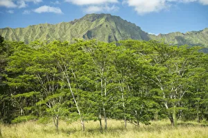 South Pacific Prints: Kauai