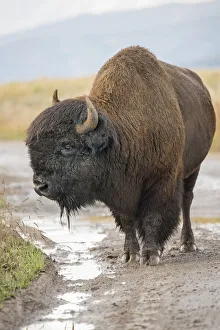American West Prints: Bison