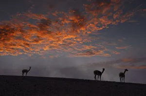Herd Prints: Vicuna