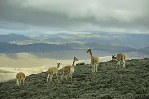 Vicuna