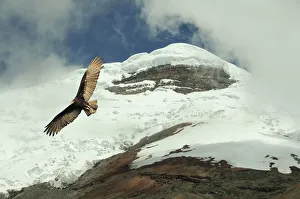 Bird Prints: Volcano