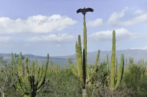 Bird Prints: Baja
