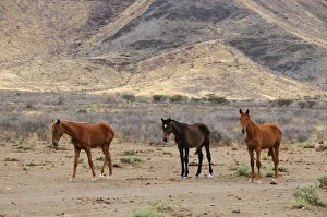 Namibia Prints: Wild Horses