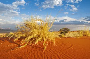 Namibia Prints: Wolwedans