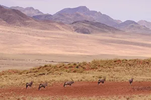 Namibia Prints: Wolwedans