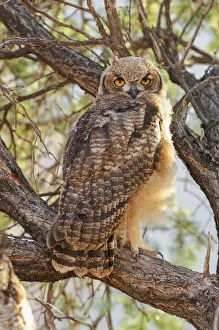 Namibia Prints: Wolwedans