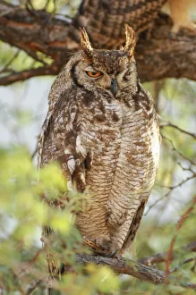 Namibia Prints: Wolwedans