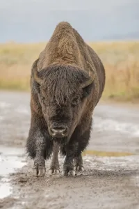 Wyoming