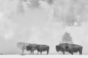 American West Prints: Wyoming