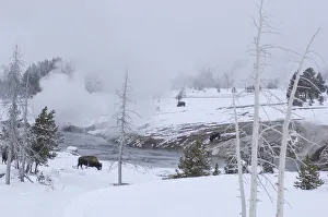 American West Prints: Yellowstone