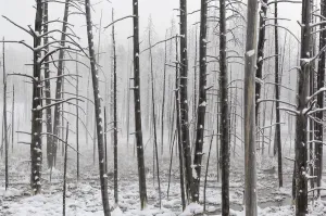 American West Prints: Yellowstone