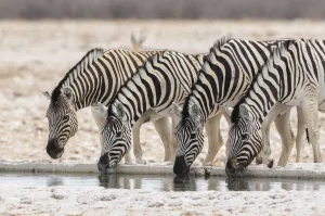 Namibia Prints: Zebra