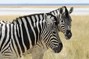 : Zebra